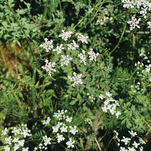 Elderflower plant