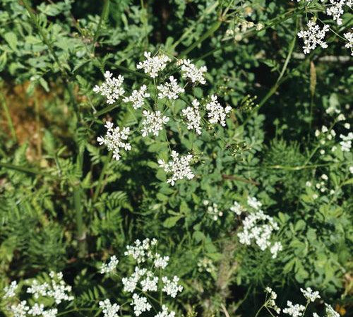 The Beauty Behind Botanicals: Elderflower - SummerhallDistillery