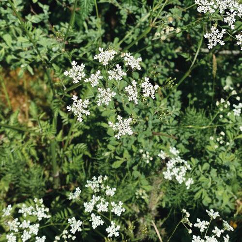 The Beauty Behind Botanicals: Elderflower - SummerhallDistillery